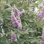 Vitex agnus-castusКвітка