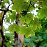 Acer opalus Feuille