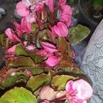 Begonia x semperflorens പുഷ്പം