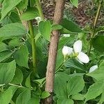 Philadelphus coronarius (Bark)
