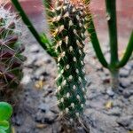 Austrocylindropuntia cylindrica Blad