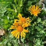 Doronicum grandiflorum Bloem