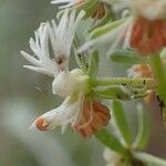 Reseda phyteuma Λουλούδι