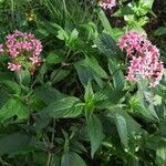 Pentas lanceolata Yeri