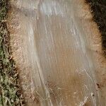 Hylodendron gabunense Corteza