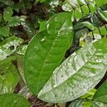 Julbernardia pellegriniana Hoja