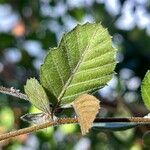 Cercocarpus montanus Foglia