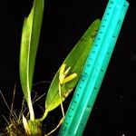 Maxillaria confusa Otro