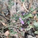 Verbena canescens