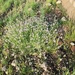 Erucaria hispanica Hábito