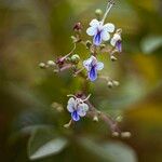 Rotheca myricoides फूल