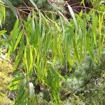 Eucalyptus viminalis Blatt