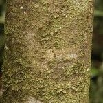 Byrsonima laevigata Kabuk