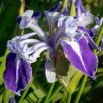 Iris laevigata Květ