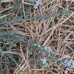 Cressa truxillensis Habitus