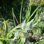 Chloraea magellanica Virág
