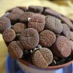 Lithops aucampiaeFolha