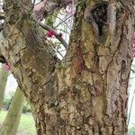 Malus × floribunda बार्क (छाल)