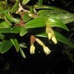 Epidendrum strobiliferum Blomst