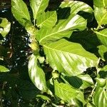 Morinda citrifolia Листок