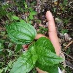 Clematis mauritiana Leaf