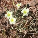 Monsonia longipes Blomma