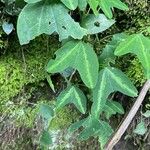 Passiflora capsularis Лист