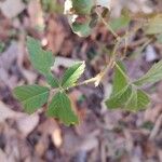 Rubus argutusFolha