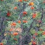 Sorbus aucuparia花