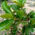 Combretum apiculatum পাতা