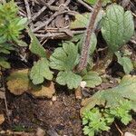 Ranunculus ollissiponensis Leaf