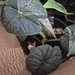 Alocasia melo List