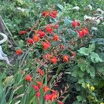 Crocosmia aurea Flor