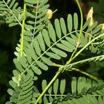 Sesbania herbacea Leaf