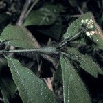 Cordia nodosa Blatt