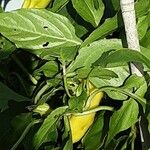 Capsicum annuum 葉