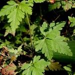 Geranium robertianum Levél