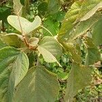 Clerodendrum infortunatum Blad