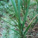 Dianella caerulea Hábitos