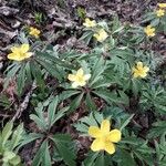 Anemone ranunculoides പുഷ്പം