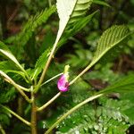 Impatiens niamniamensis Flower