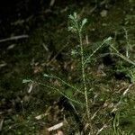 Fitzroya cupressoides Yeri