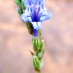 Lavandula mairei Flower