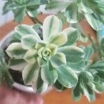 Aeonium castello-paivae पत्ता