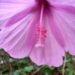 Hibiscus bifurcatus Cvet