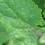 Salvia aurita Hoja