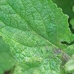 Salvia aurita Leaf