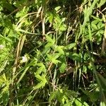 Geranium sibiricum Elinympäristö