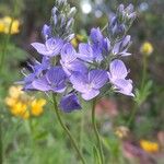 Veronica teucrium Flower