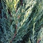 Juniperus scopulorum Blad